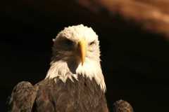 BaldEagle946
