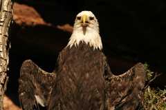 BaldEagle970