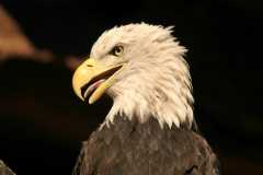BaldEagle973