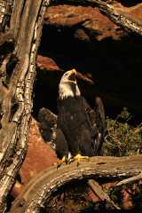 BaldEagle985