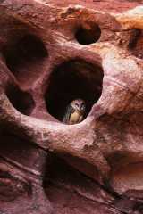 BarnOwl067