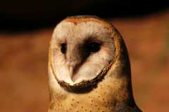 BarnOwl096