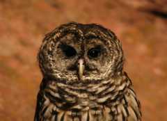 BarredOwl913
