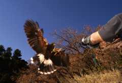 HarrisHawk1114