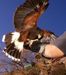 HarrisHawk1115