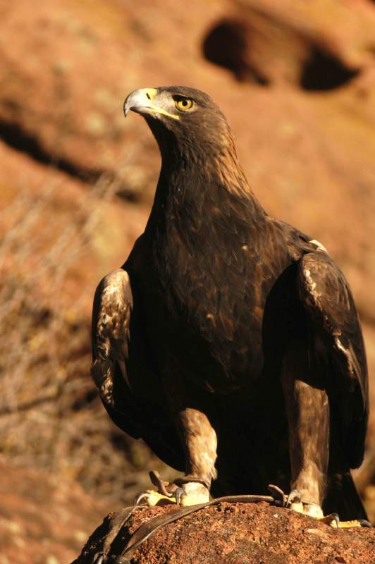 GoldenEagle0858
