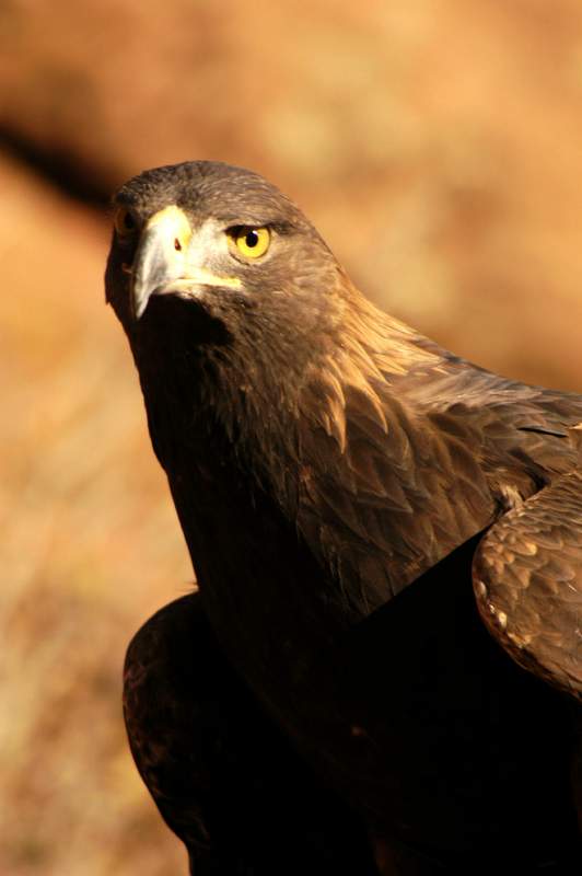 GoldenEagle0860