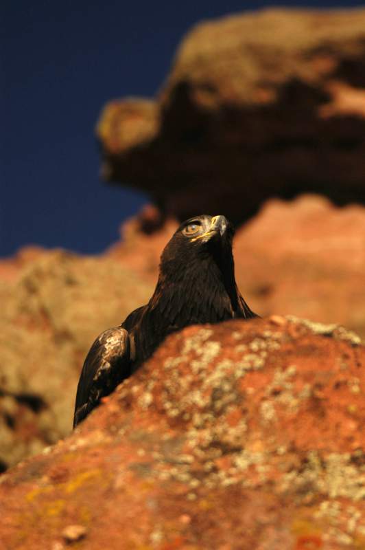 GoldenEagle0875
