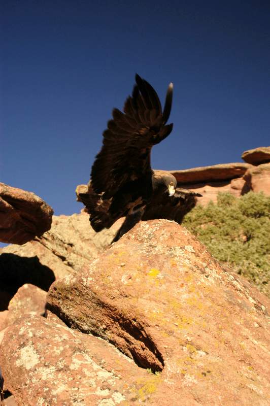 GoldenEagle0884