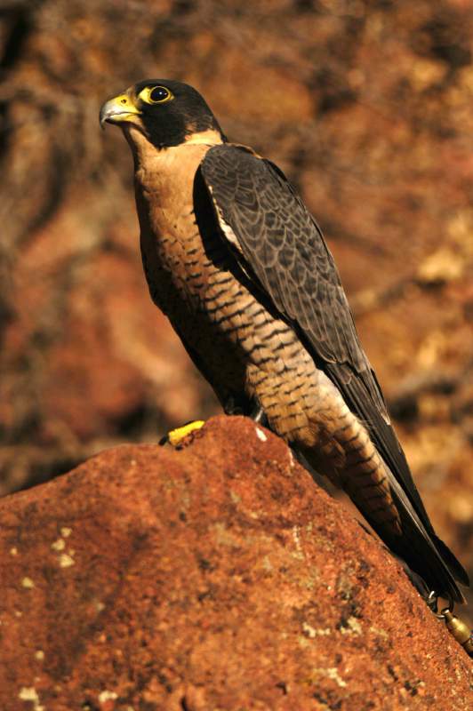 PeregrineFalcon1022