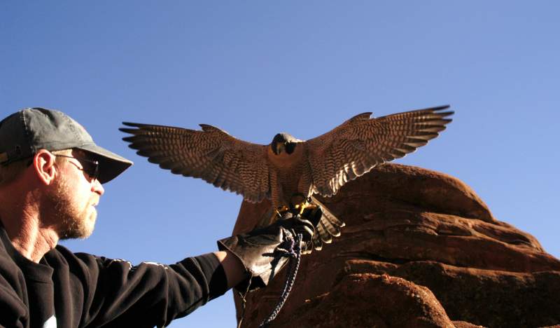 PeregrineFalcon1044