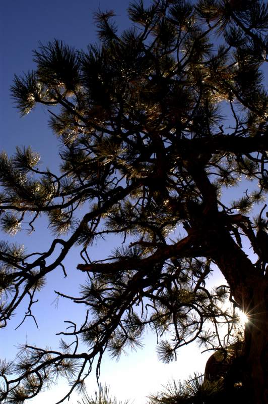 Tree894