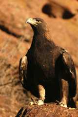 GoldenEagle0858