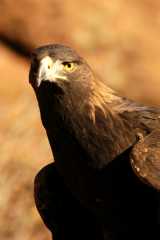 GoldenEagle0860