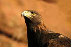 GoldenEagle0867