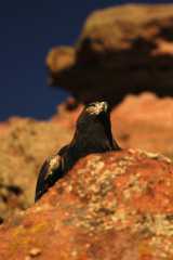 GoldenEagle0875