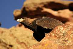 GoldenEagle0879