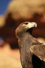 GoldenEagle0883