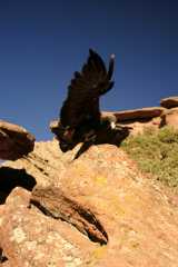 GoldenEagle0884