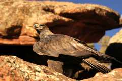 GoldenEagle0885