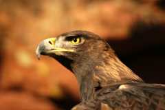 GoldenEagle0889