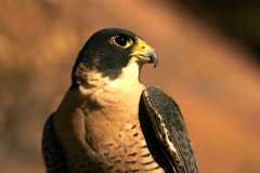 PeregrineFalcon1007