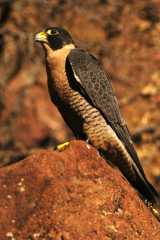 PeregrineFalcon1022