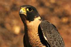 PeregrineFalcon1028