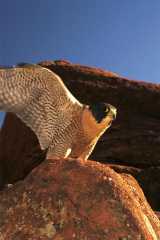 PeregrineFalcon1037