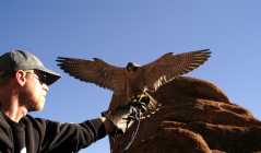 PeregrineFalcon1044