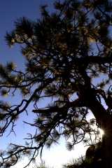 Tree894