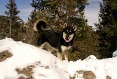 08Sika2334