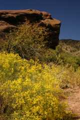 RR2004_4910