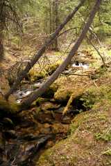 2004JuneCamping3324