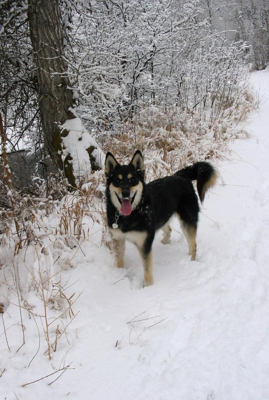 BearCreekSika0283