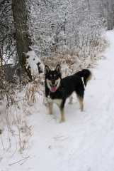 BearCreekSika0283