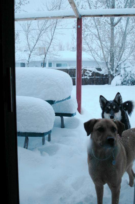 20050410Snow3471