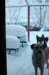 20050410Snow3471