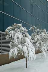 20050410Snow3497