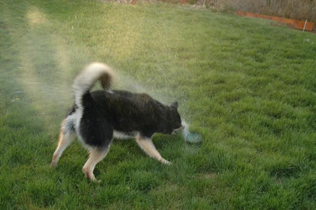 SprinklerFight3988
