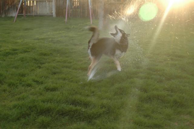 SprinklerFight3995