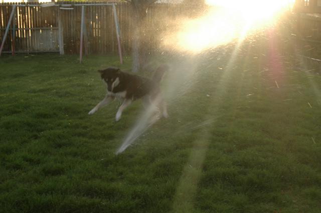 SprinklerFight3997