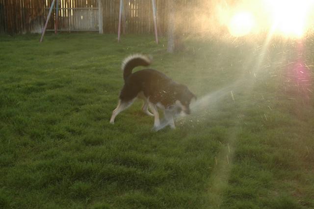 SprinklerFight3999