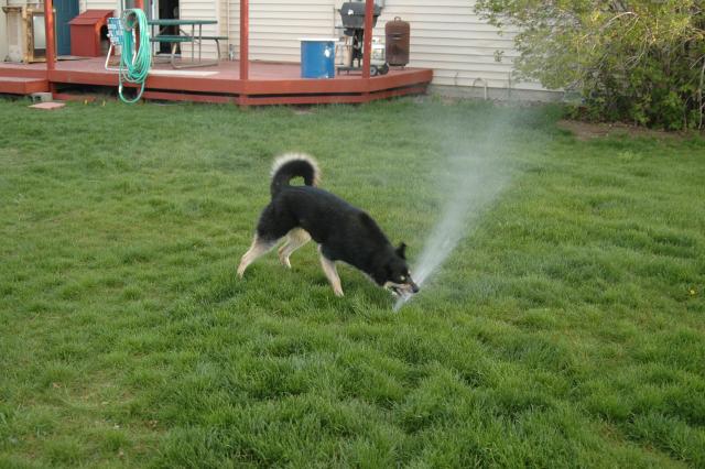 SprinklerFight4006