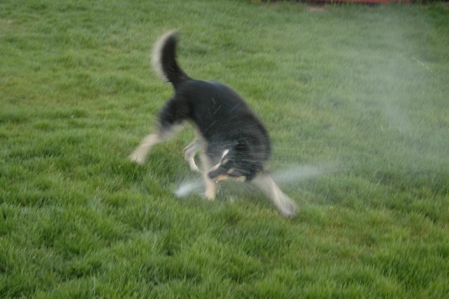 SprinklerFight4021