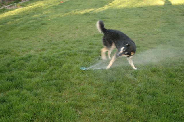 SprinklerFight4040