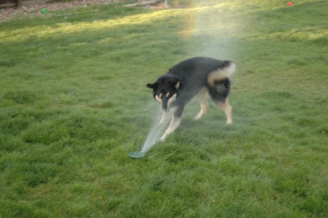 SprinklerFight4042