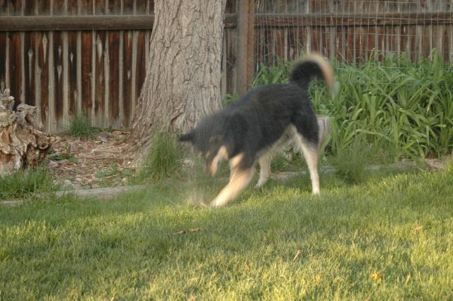 SprinklerFight4069