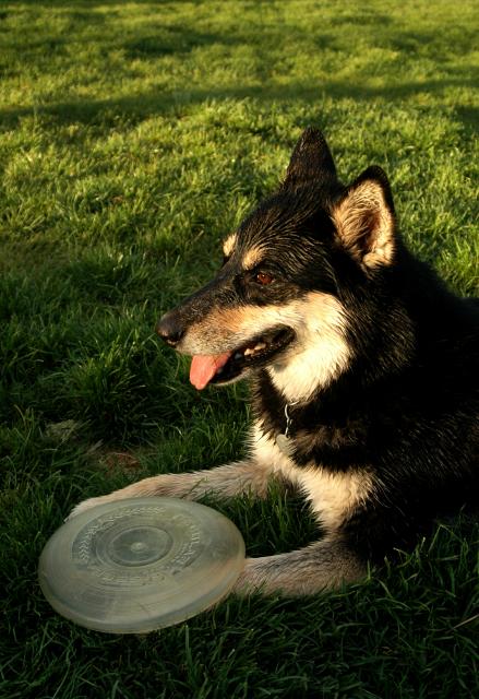 t20050508Sika1