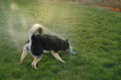 SprinklerFight3988